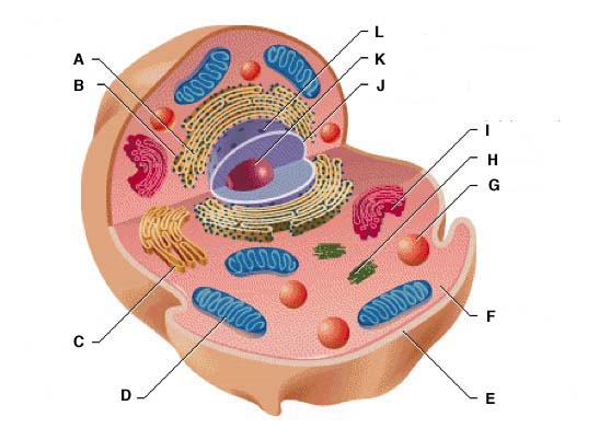 cell-metabolism-exam-question-diagram
