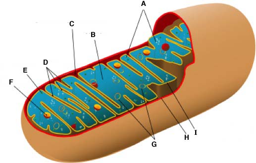 mitochondria-exam-diagram